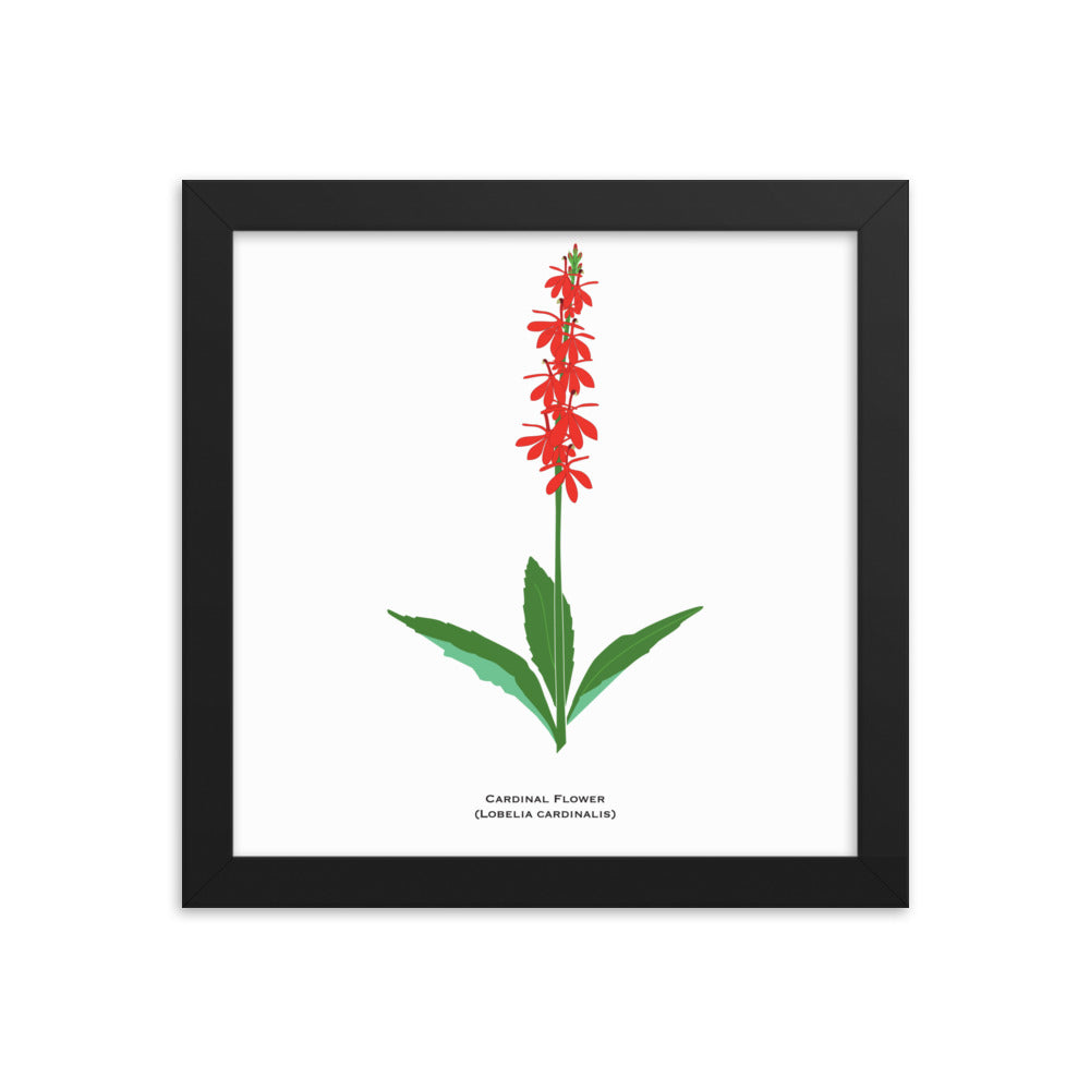 Cardinal Flower Framed Print