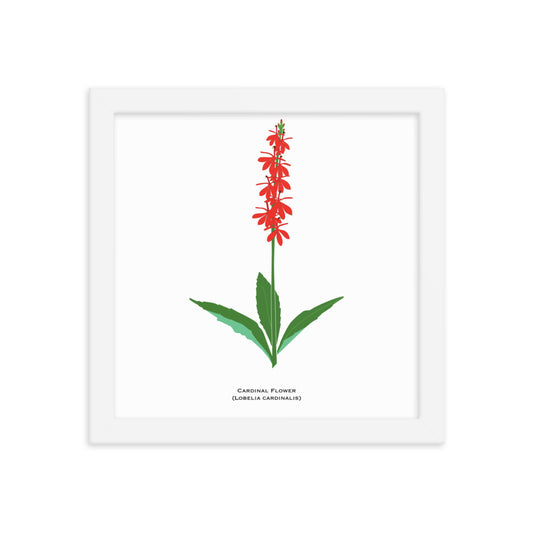 Cardinal Flower Framed Print